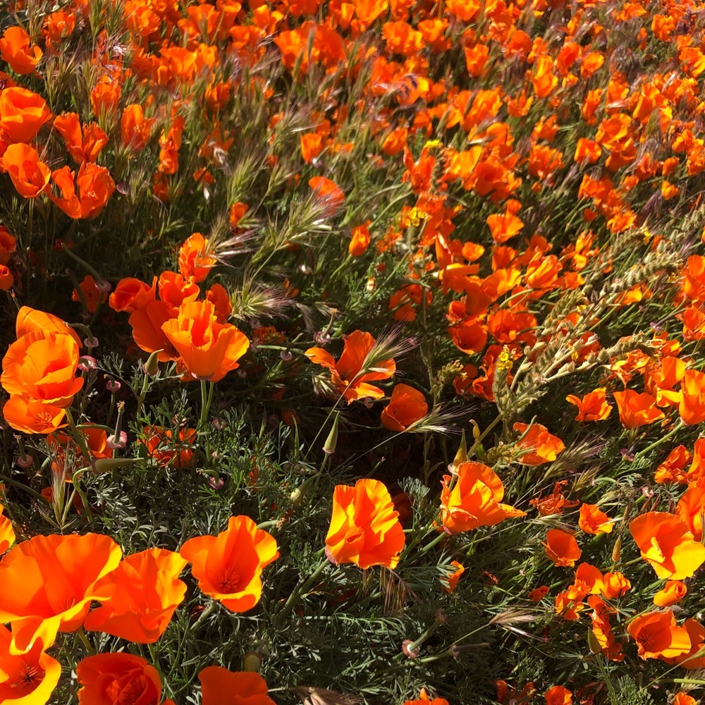 Meet your Posher, Leeann